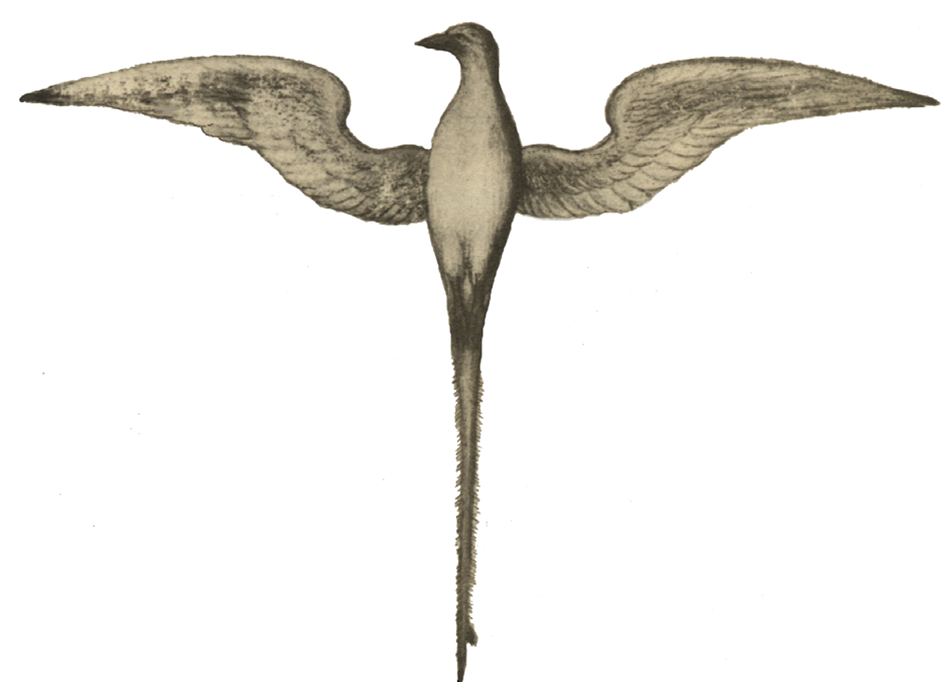 A seabird flying with its wings spread wide